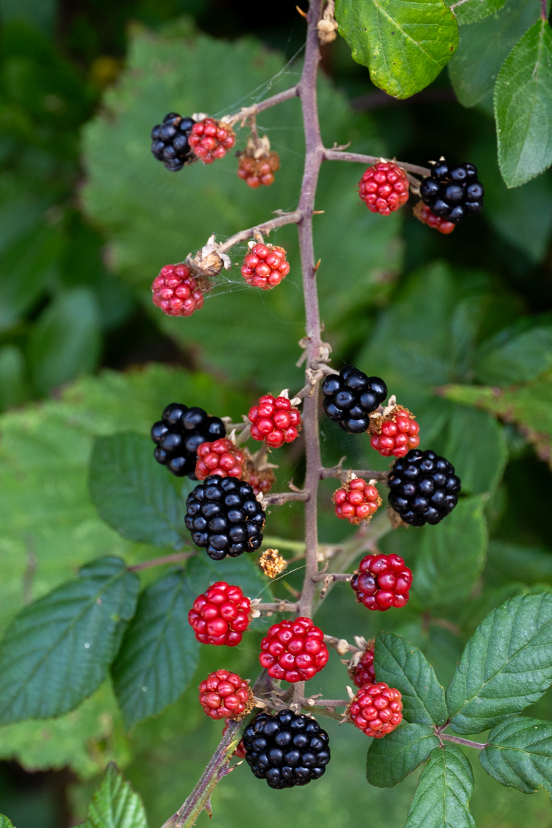 Photography by Chris Allington